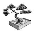 Bonsai tree in a box, ink hand drawn illustration