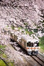 Japan train in sakura cherry blossom