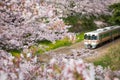 Japan train in sakura cherry blossom season
