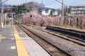 Japan train station and cherry blossoms