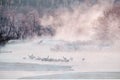 Japan winter nature. Wildlife scene, snowy nature. Bridge Cranes. Otowa winter Japan with snow. Birds in river with fog. Hokkaido Royalty Free Stock Photo
