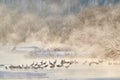 Japan winter nature. Wildlife scene, snowy nature. Bridge Cranes. Otowa winter Japan with snow. Birds in river with fog. Hokkaido