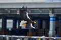 Japan winter urban wildlife. Sea bird with town house. Steller\'s sea eagle, bird with white snow, Hokkaido, Royalty Free Stock Photo