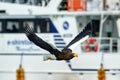 Japan winter wildlife. Sea bird on fligt fly in front of big boat ship . Steller\'s sea eagle, bird with