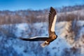 Japan winter wildlife. Sea bird on the ice. Steller\'s sea eagle, bird with white snow, Hokkaido, Japan.