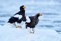 Japan winter wildlife. Steller\'s sea eagle, Haliaeetus pelagicus, bird with white snow, Hokkaido, Japan.