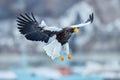 Japan winter wildlife. Sea bird on the ice. Steller\'s sea eagle, Haliaeetus pelagicusHokkaido, Japan.