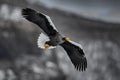 Japan winter wildlife. Sea bird on the ice. Steller\'s sea eagle, bird with white snow, Hokkaido, Japan.