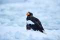 Sea bird on the ice. Steller\'s sea eagle, Haliaeetus pelagicus, bird with white snow, Hokkaido, Japan.