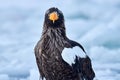 Japan winter wildlife. Sea bird on the ice. Steller\'s sea eagle, bird with white snow, Hokkaido, Japan.