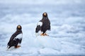 Japan winter wildlife. Sea bird on the ice. Steller\'s sea eagle, bird with white snow, Hokkaido, Japan.