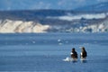 Japan winter wildlife. Sea bird on the ice. Steller\'s sea eagle bird with white snow, Hokkaido, Japan.