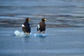 Japan winter wildlife. Sea bird on the ice. Steller\'s sea eagle, bird with white snow, Hokkaido, Japan.