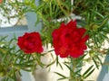 Japanase rose red color blooming nice Royalty Free Stock Photo