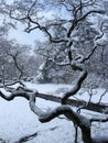 Japanes maple winter Royalty Free Stock Photo