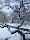 Japanes maple winter