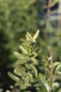 Japanes spindle Microphyllus