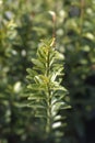 Japanes spindle Microphyllus