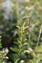 Japanes spindle Microphyllus