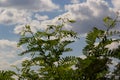 Japanese acacia or pink silk tree of Fabaceae family. Delicate green leaves on branch of Persian silk tree Albizia julibrissin Royalty Free Stock Photo