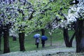 Japanese aesthetic flower Cherry blossom. It