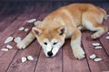 Japanese Akita Dog Resting On The Floor Royalty Free Stock Photo