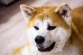 Japanese akita inu dog resting on floor at home. Ginger akita dog laying down at living room