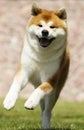 Japanese Akita Inu dog for a walk