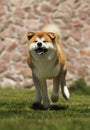 Japanese Akita Inu dog for a walk