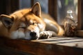 Japanese akita inu lying in the sun on the windowsill