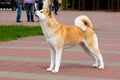 The Japanese Akita Inu profile.