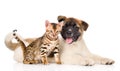 Japanese Akita inu puppy dog and bengal kitten looking at camera Royalty Free Stock Photo