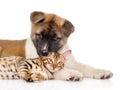 Japanese Akita inu puppy dog lying with small bengal cat together. isolated