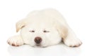 Japanese Akita inu puppy sleep