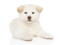 Japanese Akita-inu puppy on white background