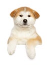 Japanese Akita puppy above banner