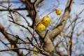 Japanese allspice Royalty Free Stock Photo