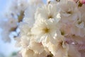 Japanese Amanogawa cherry blossoms, close-up. Spring season. Pastel tones. Floral background. Spring gardens with blooming flowers Royalty Free Stock Photo