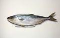 Japanese amberjack or yellow tail fish