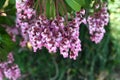 Japanese andromeda flowers. Ericaceae evergreen shrub.