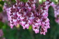 Japanese andromeda flowers. Ericaceae evergreen shrub.