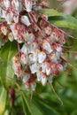 Japanese andromeda flowers. Ericaceae evergreen shrub.