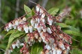 Japanese andromeda flowers. Ericaceae evergreen shrub.