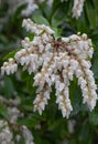 Japanese andromeda Pieris japonica WhiteÂ Cascade, cluster of flowers