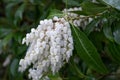 Japanese andromeda Pieris japonica WhiteÂ Cascade, clusters of bell-shaped flowers