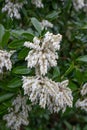 Japanese andromeda Pieris japonica WhiteÂ Cascade, clusters of flowers