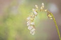 Japanese Andromeda, Japanese Pieris, Lily Of The Valley Bush.