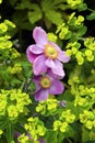 Japanese anemone