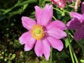 Japanese anemone Anemone hupehensis var. japonica `Pamina`, Chinese anemone, Thimbleweed, Windflower, Hupeh-Anemone