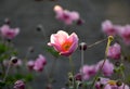 The Japanese anemone `Elegans` is a slightly higher species compared to other species, it grows to a height of 80 cm. Like other